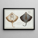 Raja Batis, la raie - Marcus Elieser Bloch — framed artwork on a wall