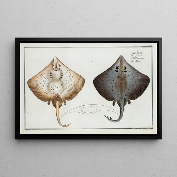 Raja Batis, la raie - Marcus Elieser Bloch — framed artwork on a wall