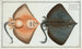 Raja Oxyrinchus La Raie à nez pointu - Marcus Elieser Bloch — artwork view