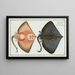 Raja Oxyrinchus La Raie à nez pointu - Marcus Elieser Bloch — framed artwork on a wall