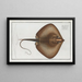 Raja Pastinaca The Flamboyant Fire - Marcus Elieser Bloch — framed artwork on a wall