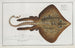 Raja Rubus, the rugged Ray - Marcus Elieser Bloch — artwork view