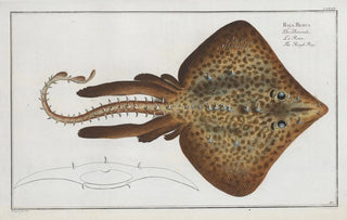 Raja Rubus, the rugged Ray - Marcus Elieser Bloch — artwork view