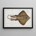 Raja Rubus, the rugged Ray - Marcus Elieser Bloch — framed artwork on a wall