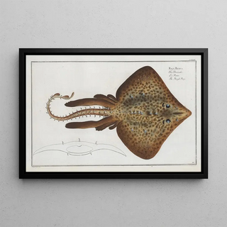 Raja Rubus, the rugged Ray - Marcus Elieser Bloch — framed artwork on a wall