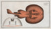 Raja Torpedo, the electric fish - Marcus Elieser Bloch — artwork view
