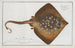 Raja clavata La Raie bouclée - Marcus Elieser Bloch — artwork view