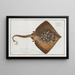 Raja clavata La Raie bouclée - Marcus Elieser Bloch — framed artwork on a wall