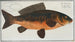 Rex Cyprinorum The Royal Carp - Marcus Elieser Bloch — artwork view