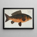 Rex Cyprinorum The Royal Carp - Marcus Elieser Bloch — framed artwork on a wall