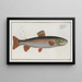 Salmo alpinus, the Arctic char - Marcus Elieser Bloch — framed artwork on a wall