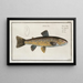 Salmo Fario The Trout - Marcus Elieser Bloch — framed artwork on a wall