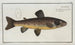 Salmo Fario The Brown Trout - Marcus Elieser Bloch — artwork view