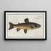 Salmo Fario The Brown Trout - Marcus Elieser Bloch — framed artwork on a wall