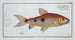 Salmo Friderici, le saumon de Frédéric - Marcus Elieser Bloch — artwork view