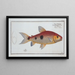 Salmo Friderici, le saumon de Frédéric - Marcus Elieser Bloch — framed artwork on a wall