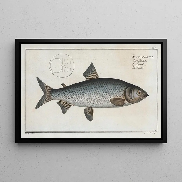 Salmo Lavaretus Le Gwiniad - Marcus Elieser Bloch — framed artwork on a wall