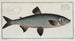 Salmo Marna Le Grand Marna - Marcus Elieser Bloch — artwork view