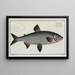 Salmo Marna Le Grand Marna - Marcus Elieser Bloch — framed artwork on a wall