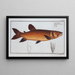 Salmo Odoe L'Odoe - Marcus Elieser Bloch — framed artwork on a wall