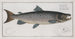 Salmo salar mâle - Marcus Elieser Bloch — artwork view