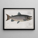 Salmo salar mâle - Marcus Elieser Bloch — framed artwork on a wall