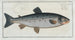 Salmo salar, the salmon - Marcus Elieser Bloch — artwork view
