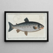 Salmo salar, the salmon - Marcus Elieser Bloch — framed artwork on a wall