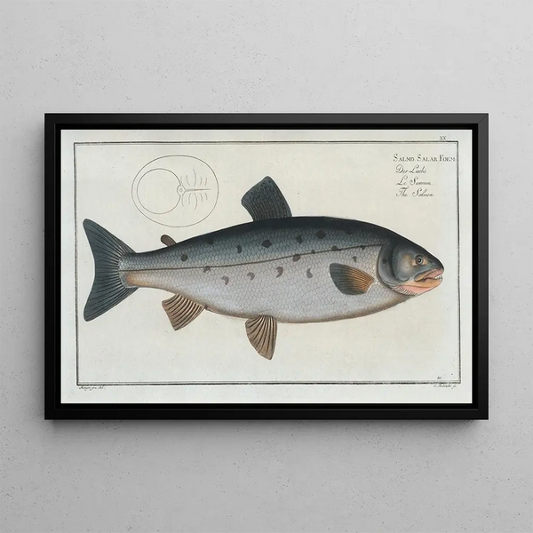 Salmo salar, the salmon - Marcus Elieser Bloch — framed artwork on a wall
