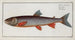 Salmo Salvelinus, the Salveling - Marcus Elieser Bloch — artwork view