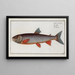 Salmo Salvelinus, the Salveling - Marcus Elieser Bloch — framed artwork on a wall