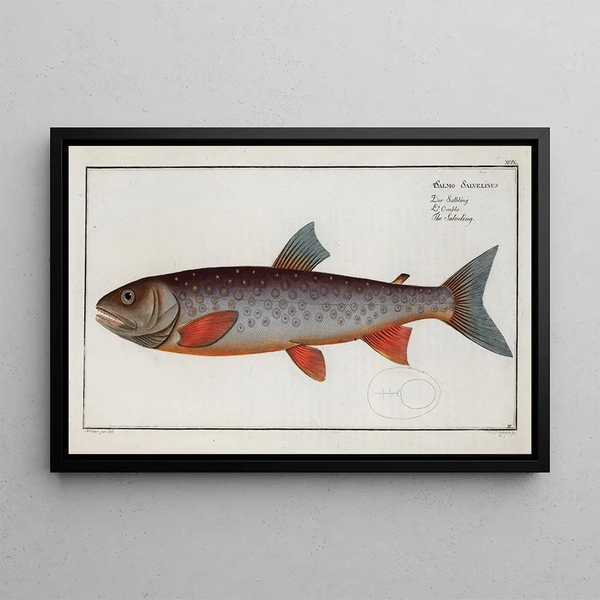Salmo Salvelinus, the Salveling - Marcus Elieser Bloch — framed artwork on a wall