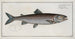 Salmo schifermulleri, the salmon of Schifermüller - Marcus Elieser Bloch — artwork view