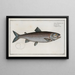 Salmo schifermulleri, the salmon of Schifermüller - Marcus Elieser Bloch — framed artwork on a wall