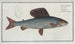 Salmo Thymallus, l'ombre - Marcus Elieser Bloch — artwork view