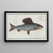 Salmo Thymallus, l'ombre - Marcus Elieser Bloch — framed artwork on a wall