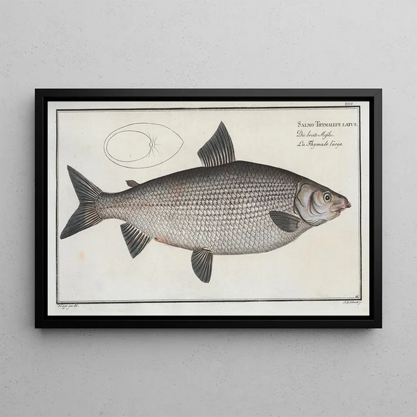Salmo Thymallus latus The Great Gwiniad - Marcus Elieser Bloch — framed artwork on a wall