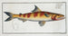 Salmo Tumbil Le Tumbil - Marcus Elieser Bloch — artwork view