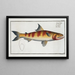 Salmo Tumbil Le Tumbil - Marcus Elieser Bloch — framed artwork on a wall