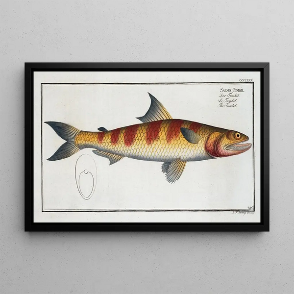 Salmo Tumbil Le Tumbil - Marcus Elieser Bloch — framed artwork on a wall