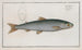 Salmo Umbla, l'umble - Marcus Elieser Bloch — artwork view