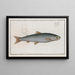 Salmo Umbla, l'umble - Marcus Elieser Bloch — framed artwork on a wall