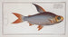 Salmo edentulus The edentulous salmon - Marcus Elieser Bloch — artwork view