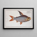 Salmo edentulus The edentulous salmon - Marcus Elieser Bloch — framed artwork on a wall