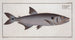 Salmon sickle painting - Marcus Elieser Bloch — artwork view