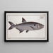 Salmon sickle painting - Marcus Elieser Bloch — framed artwork on a wall