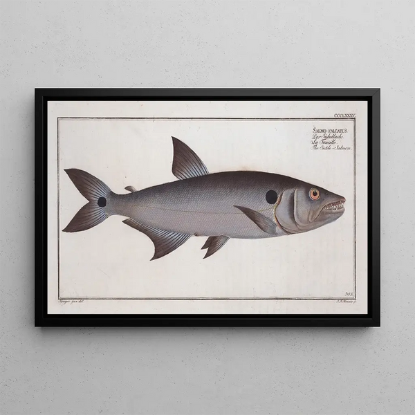 Salmon sickle painting - Marcus Elieser Bloch — framed artwork on a wall