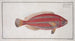 Scarus croicensis The Red Parrot - Marcus Elieser Bloch — artwork view