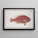 Scarus croicensis The Red Parrot - Marcus Elieser Bloch — framed artwork on a wall