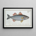 Sciaena Labrax The Wolf - Marcus Elieser Bloch — framed artwork on a wall